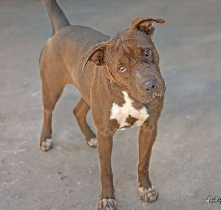 Photo of Rosie