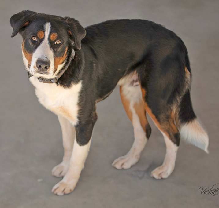 Photo of Dagger