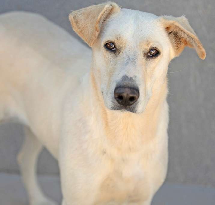 Photo of Snowflake