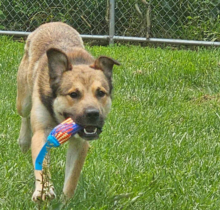 Photo of Sherlock Bones - Adoptable