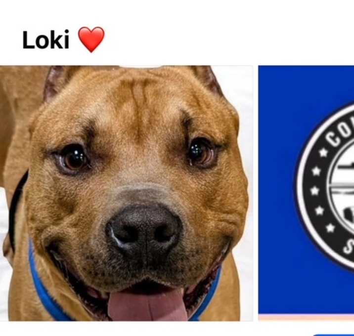 Photo of LOKI