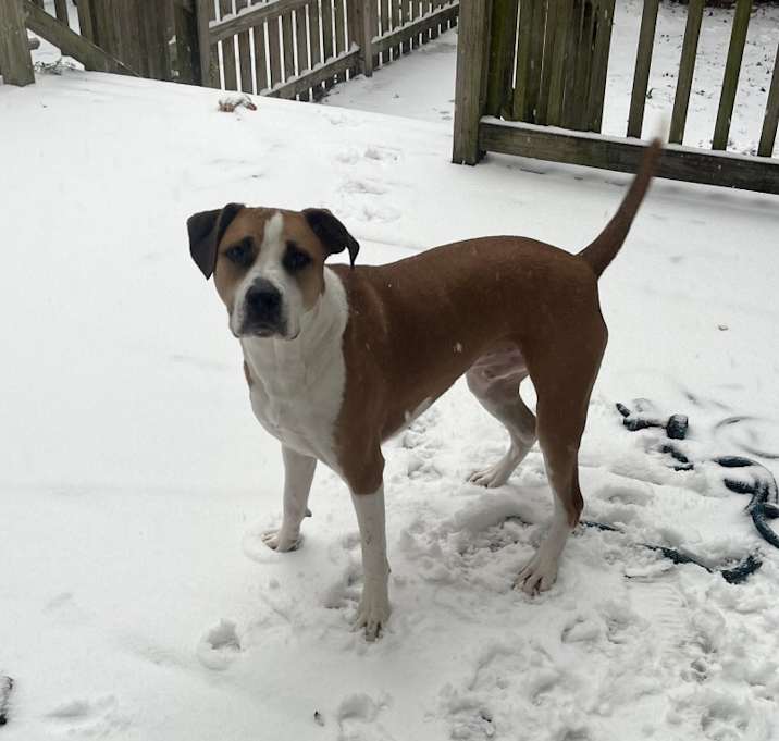 Photo of Otis