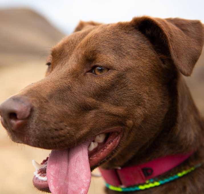 Photo of Moose aka Alex