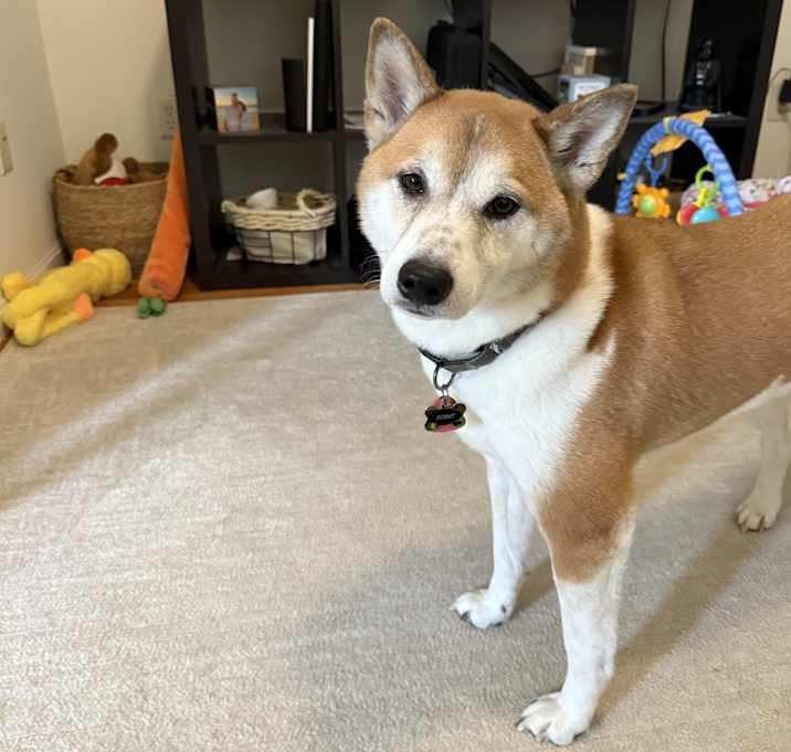 Photo of Scout