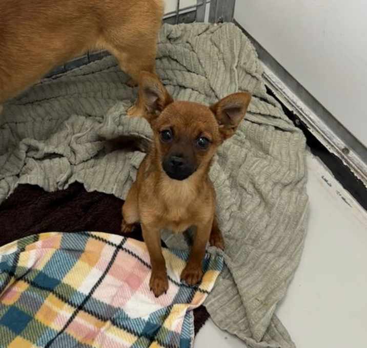 Photo of Zelda