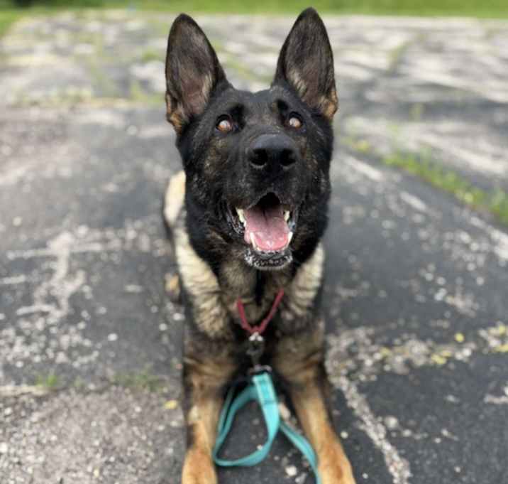 Photo of Timber