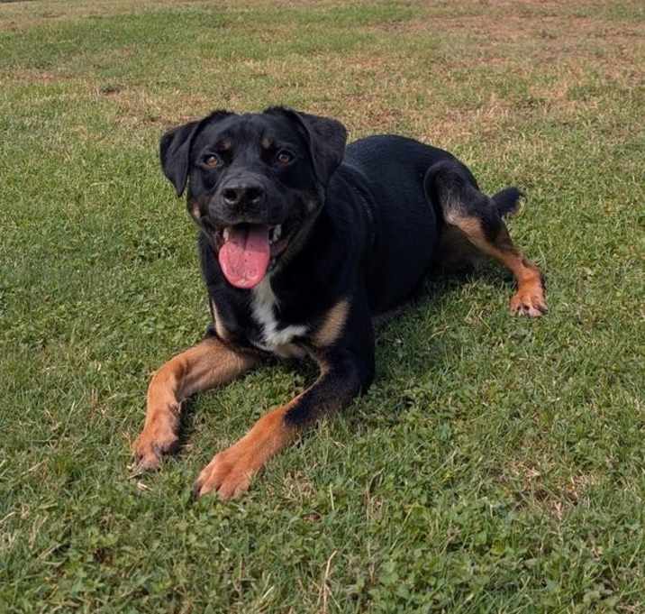 Photo of Boomer