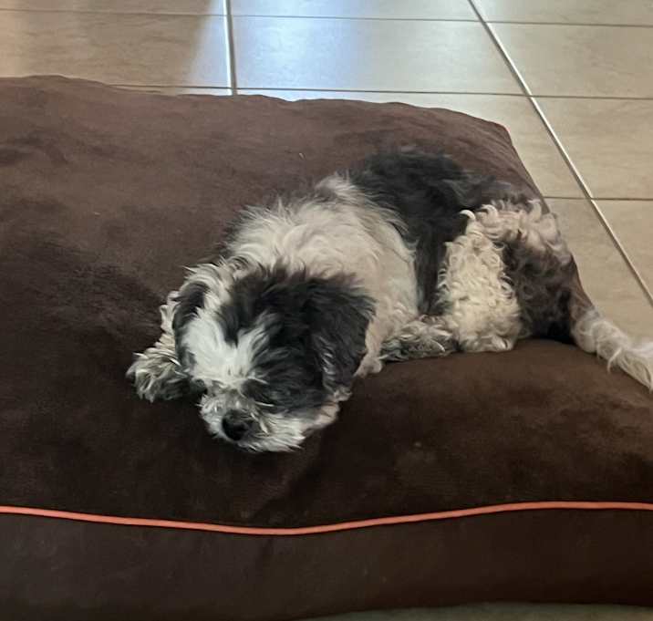 Photo of Pebbles