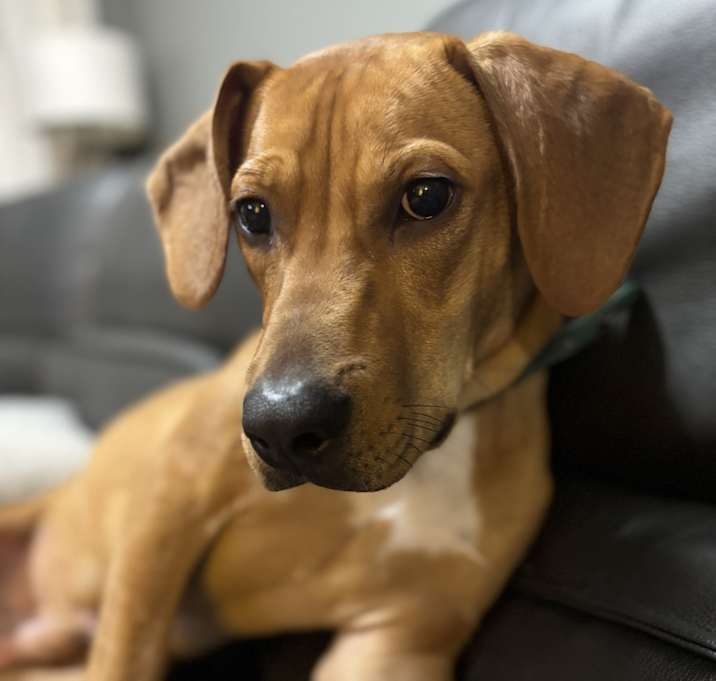 Photo of Scooby