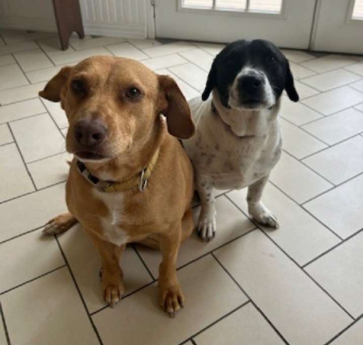Photo of Honeybee & Frankie