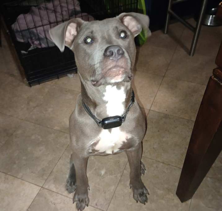 Photo of Onyx
