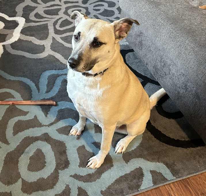 Photo of Gidget