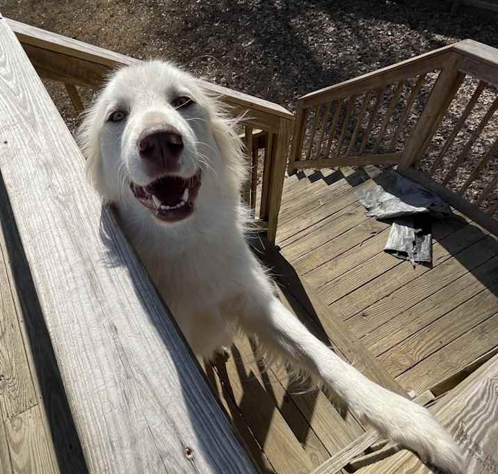 Photo of Daisy