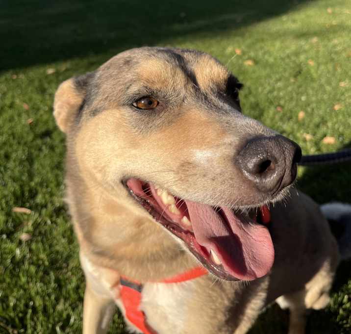 Photo of Hula