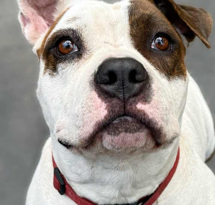 Photo of Shortcake