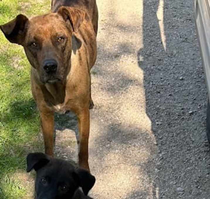Photo of Reacher