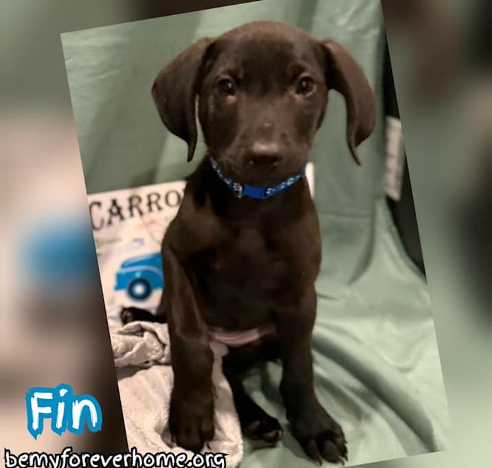 Photo of Fin