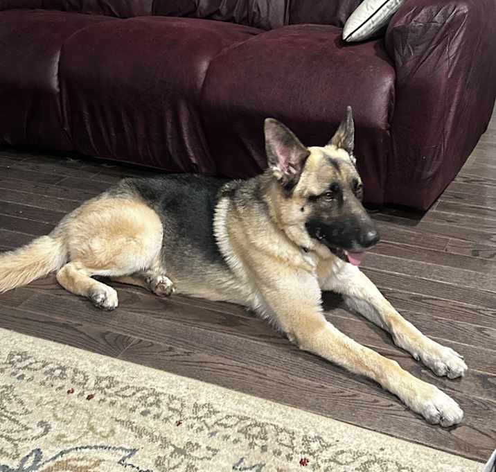 Photo of Bear