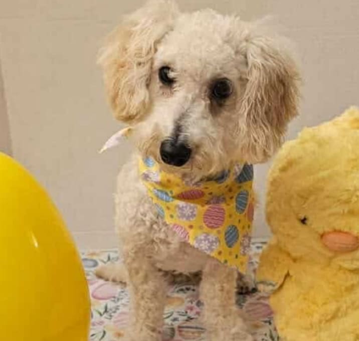 Photo of Ozzie (Dallas)