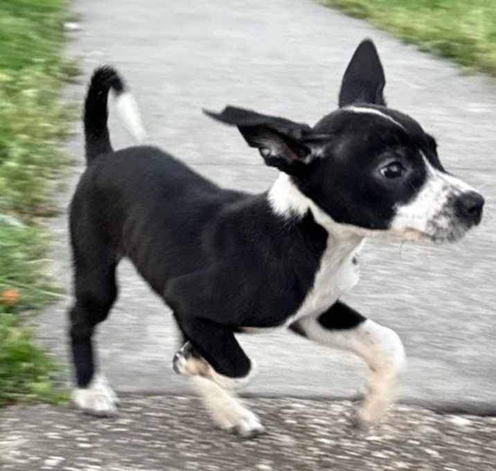 Photo of Bronco
