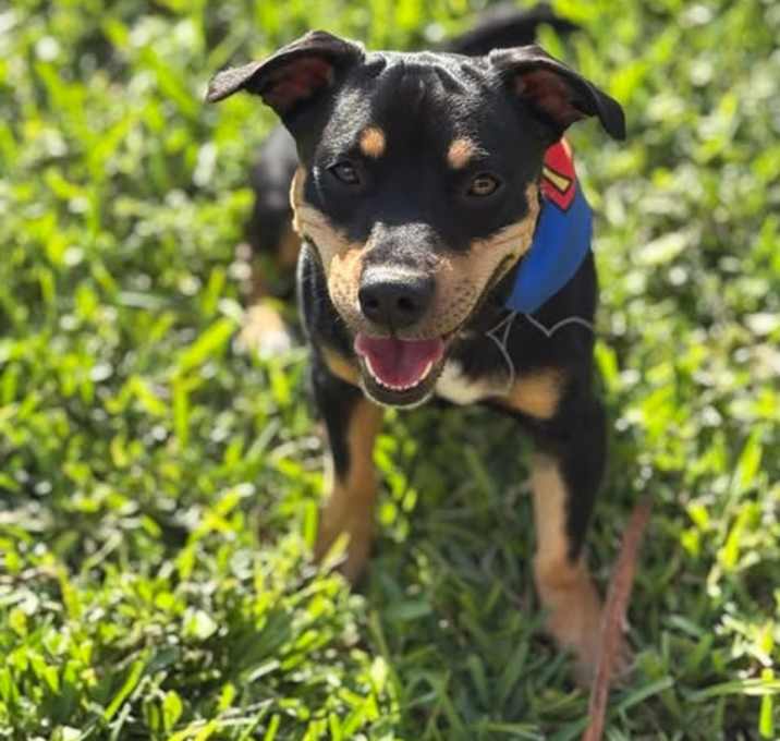 Photo of Milo