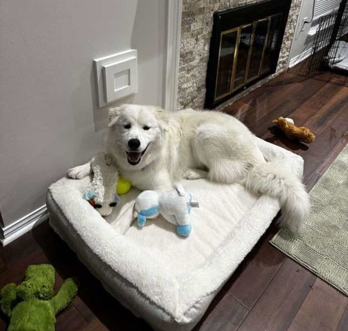 Photo of Scout (now Wrigley)