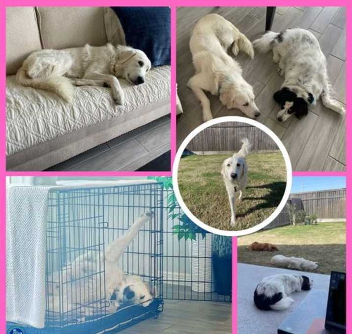 Photo of Riva (formerly Rebecca at shelter)