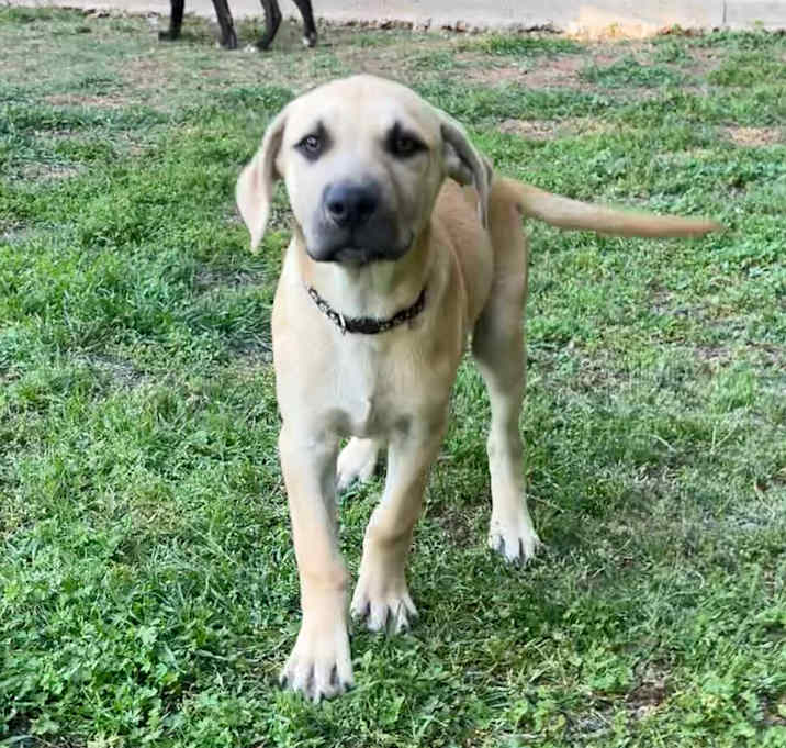 Photo of Cosmo, Maximus, Achilles
