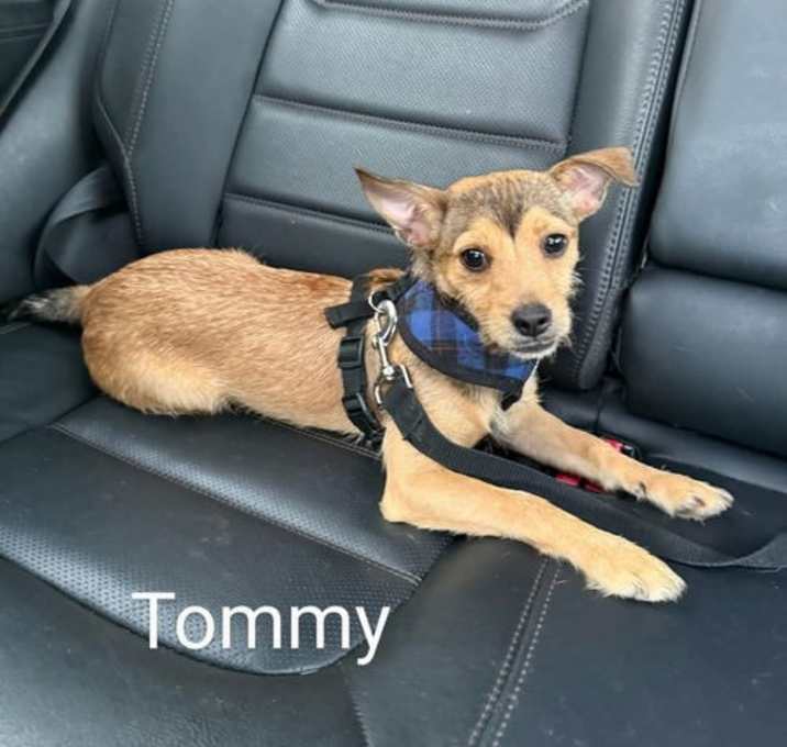Photo of Tommy