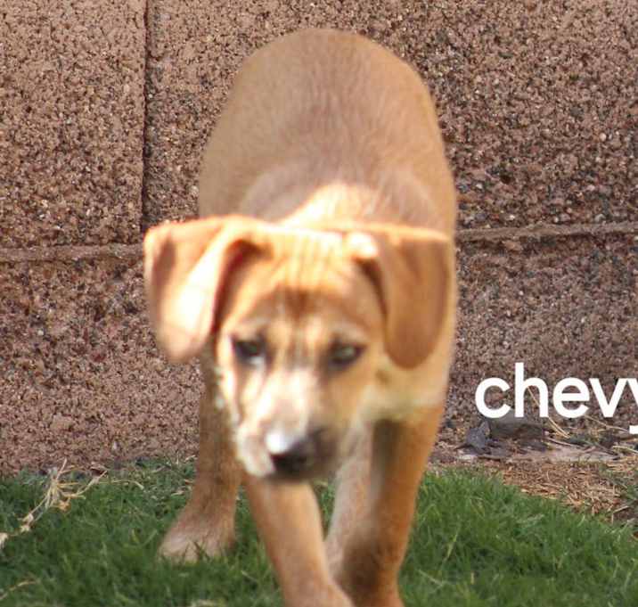 Photo of Chevy