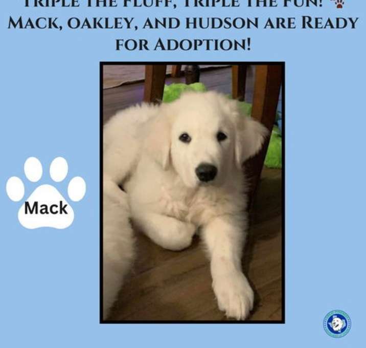 Photo of Mack (now Oliver)