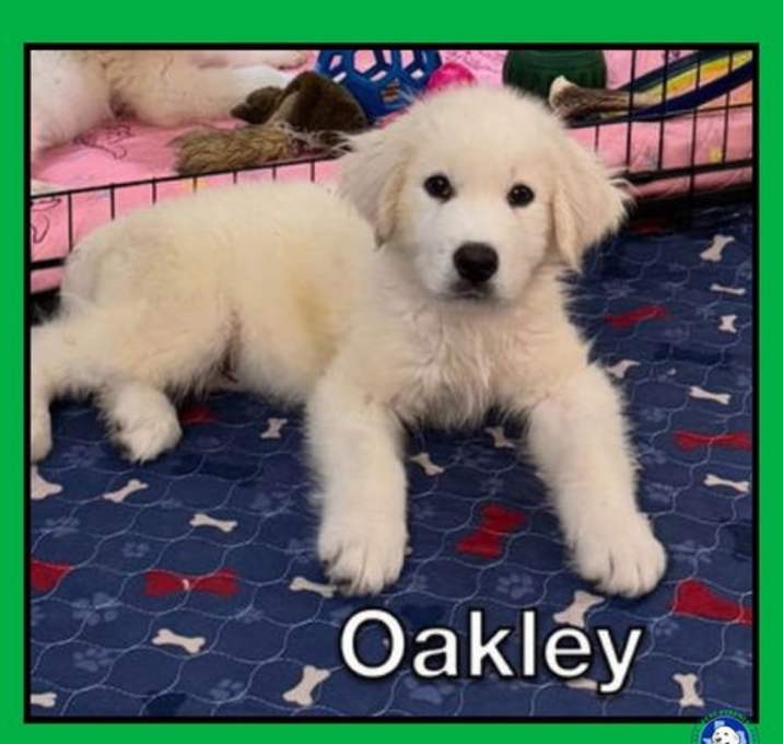 Photo of Oakley