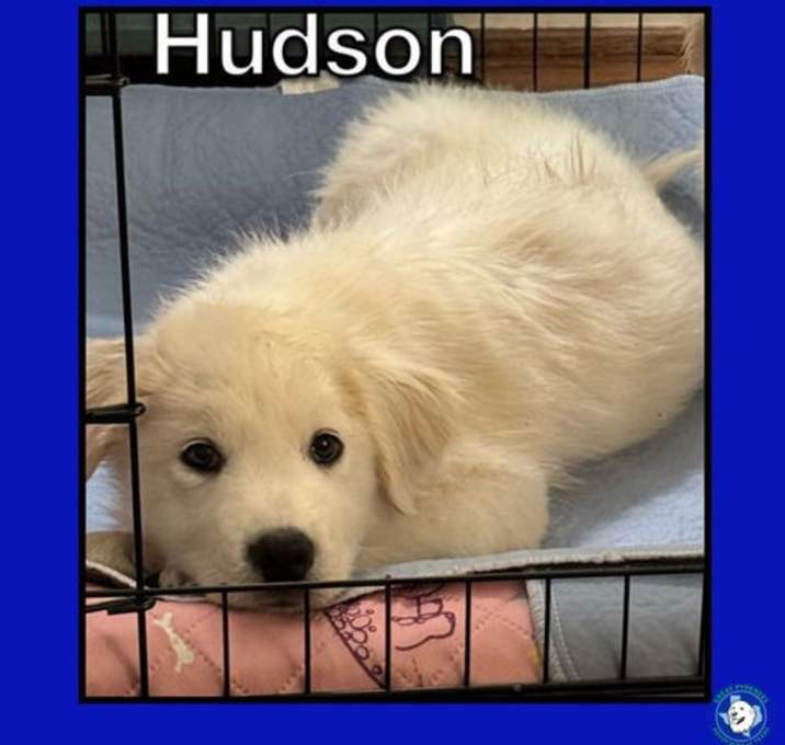 Photo of Hudson (now Cooper)