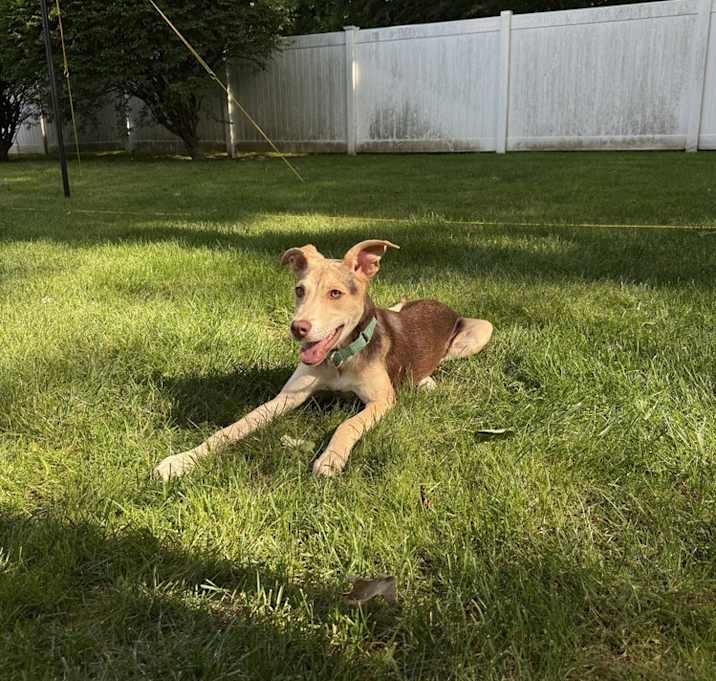 Photo of Pebbles - 25102