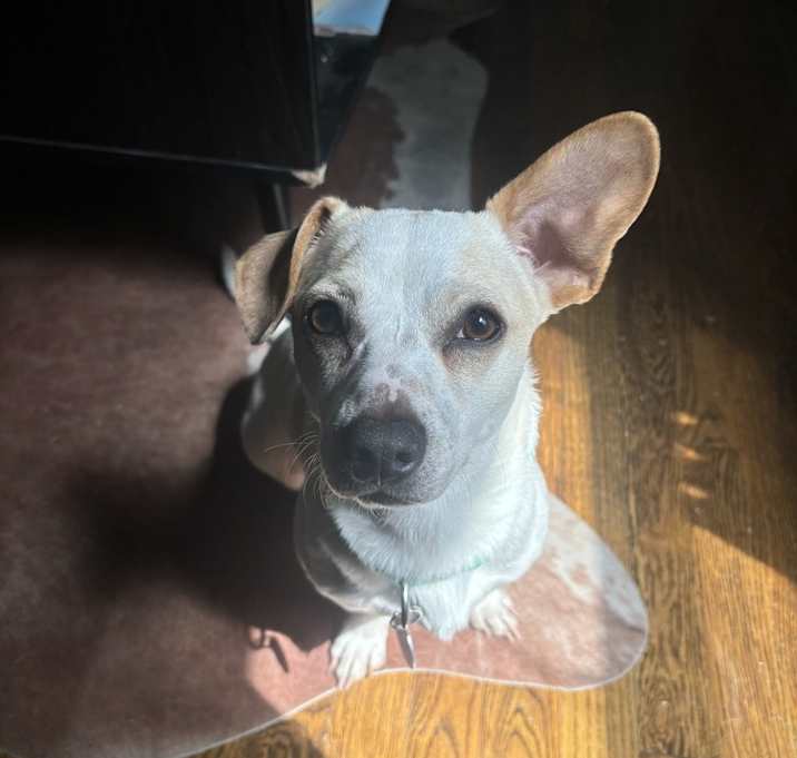 Photo of Dougie