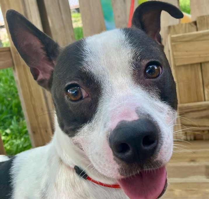Photo of Changa