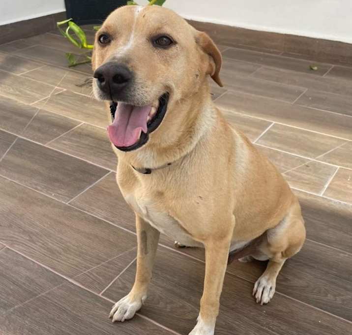 Photo of Guero