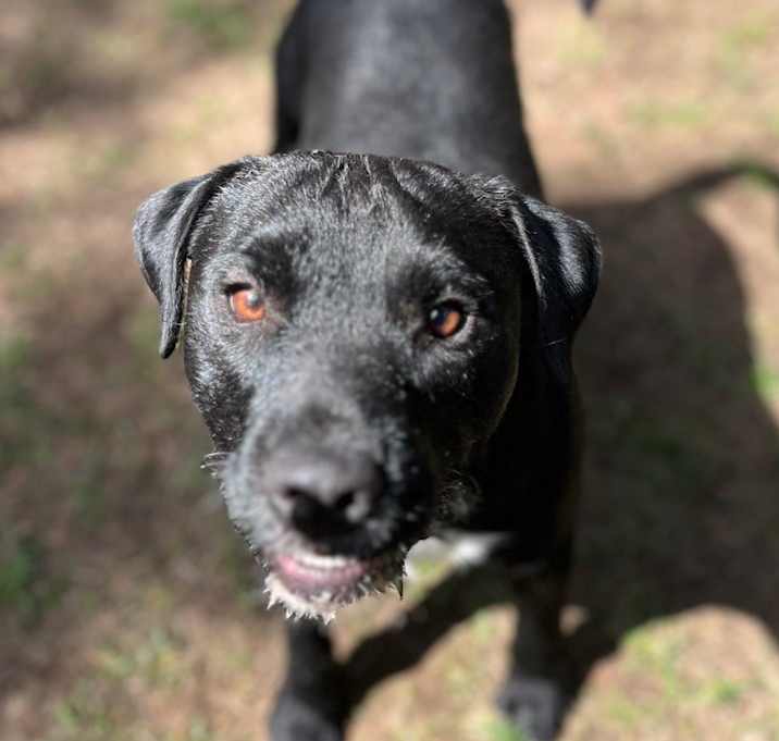 Photo of Rowdy