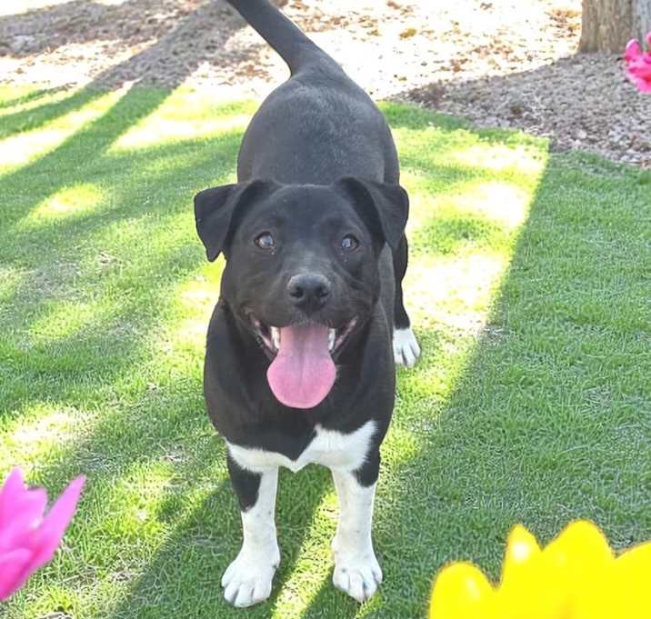 Photo of Ruby