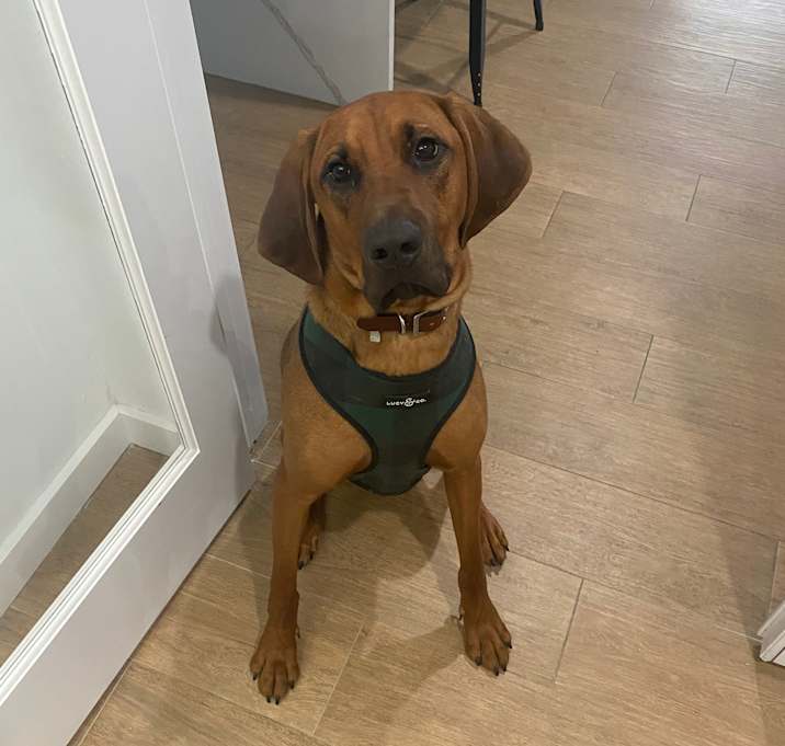 Photo of Copper