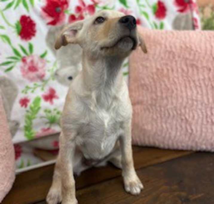 Photo of Olive