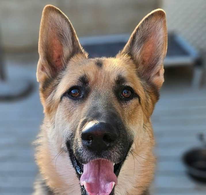 Photo of Gunner