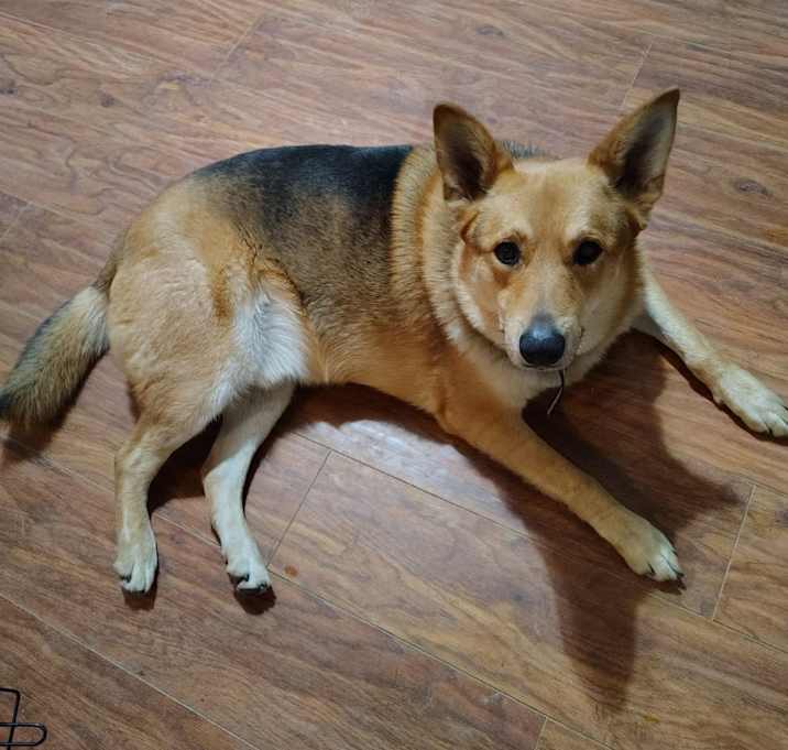 Photo of Remus