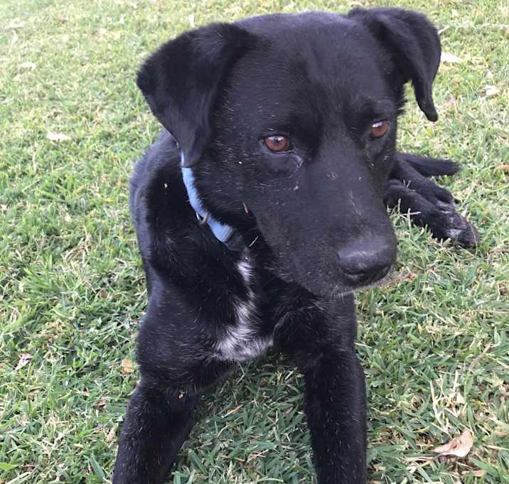 Photo of Blackie