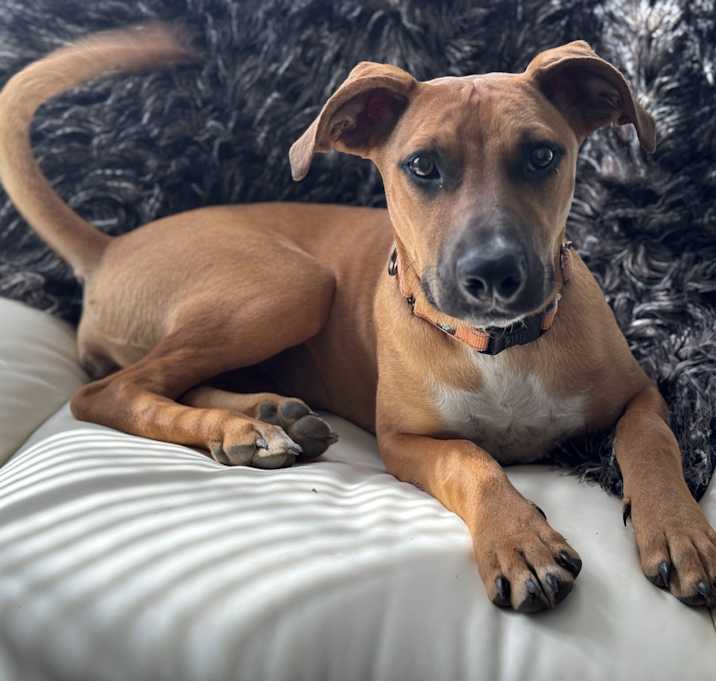 Photo of Honey