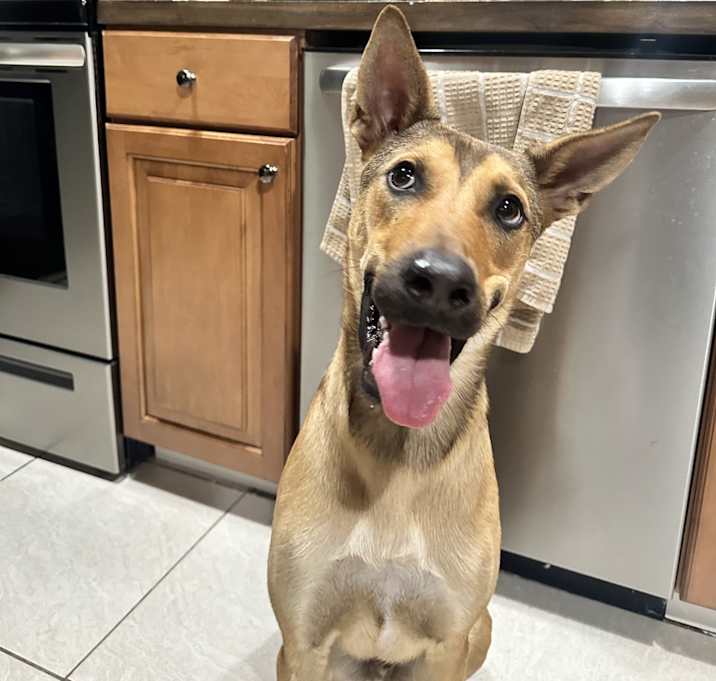 Photo of Lucky