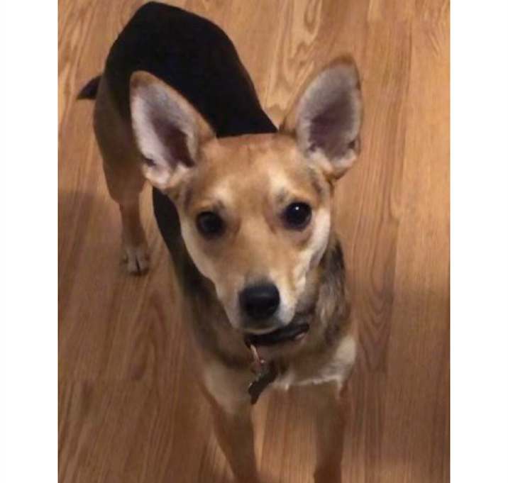 Photo of Mango aka Roo