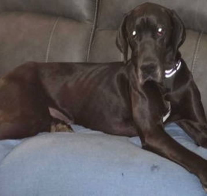 Photo of Gracie