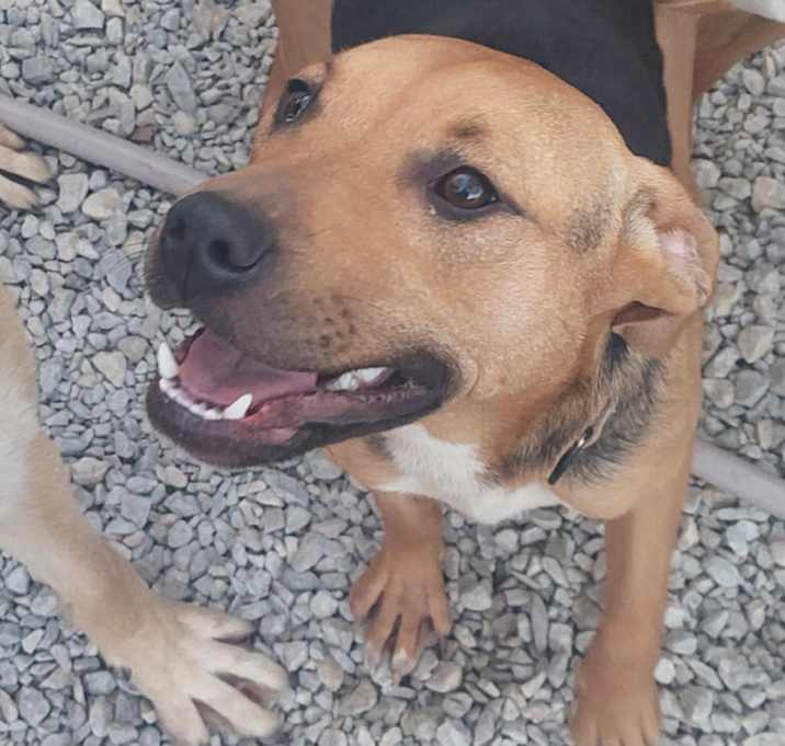 Photo of Josie