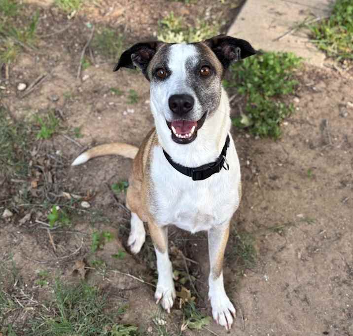 Photo of Stella